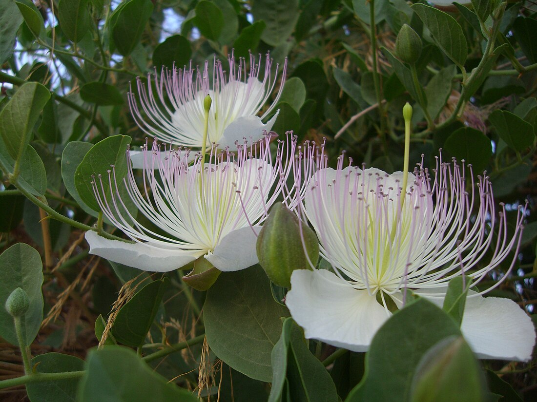 Capparaceae