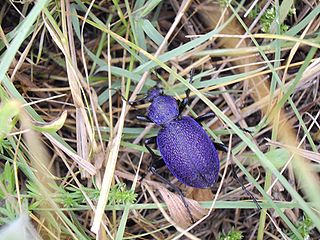 <i>Carabus scabrosus tauricus</i> Subspecies of beetle