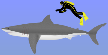 carcharodon carcharias.svg