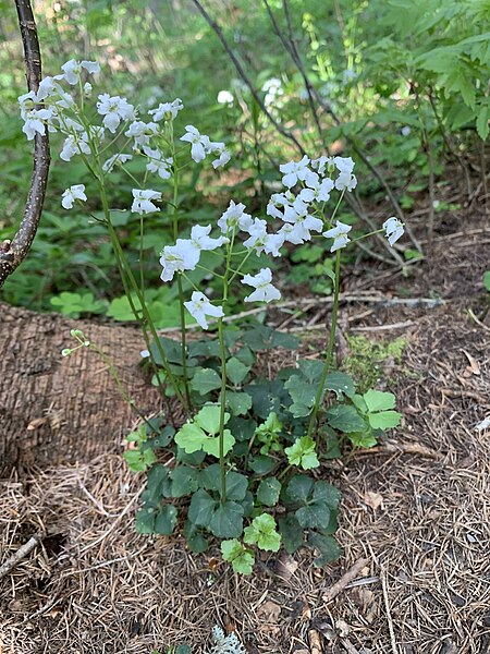 File:Cardamine trifolia 286487680.jpg