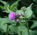 Kletten-Ringdistel (Carduus personata)