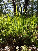 Specie de rogoz (Carex pilosa)