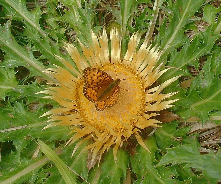 File:Carlina acanthifolia (1).jpg