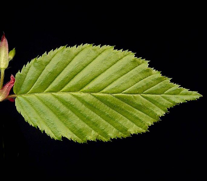 File:Carpinus betulus2 ies.jpg