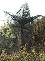 Caryota obtusa