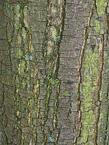 Castanea sativa