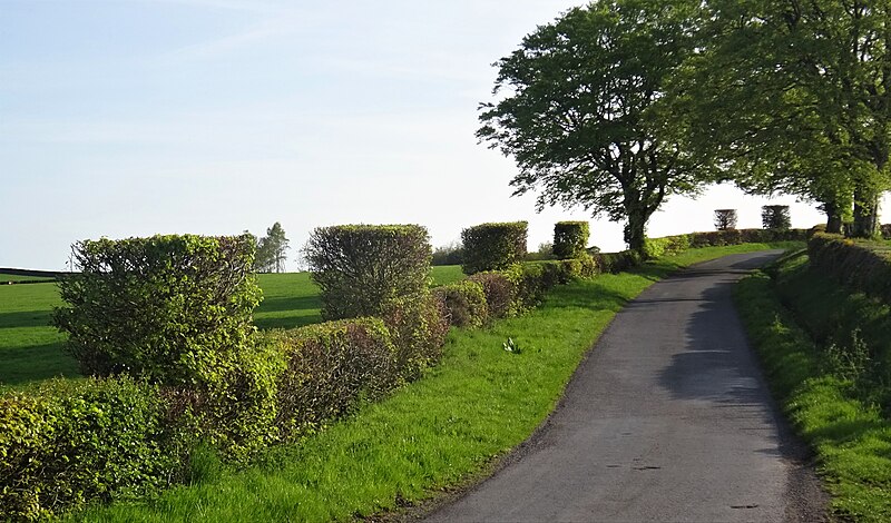 File:Castellated hedges, Johnstonebridge, Annandale, Dumfries and Galloway.jpg