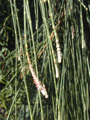 Casuarina equisetifolia leaves.jpg