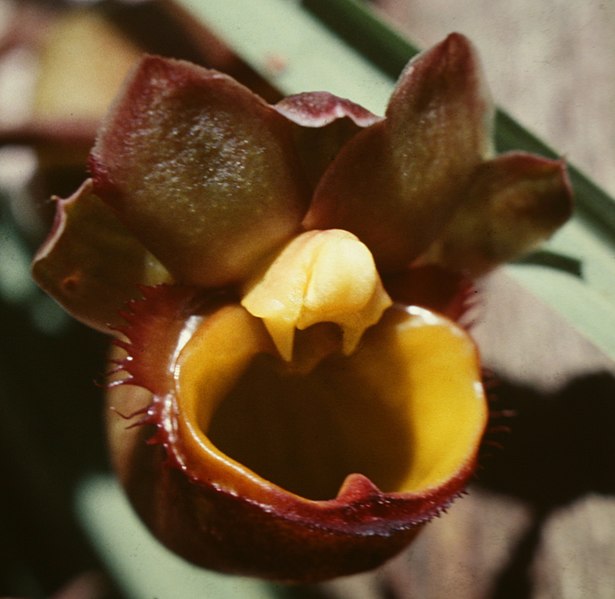 File:Catasetum longifolium - flower 2.jpg