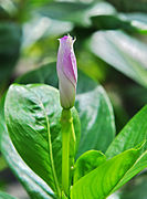 फुलाए से पहिले एगो कोंढ़ी, पच्छिम बंगाल में