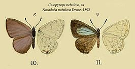 Catopyrops nebulosa