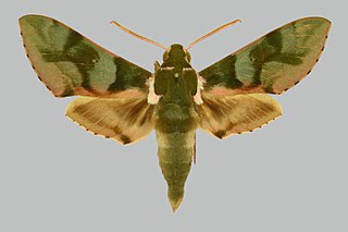 <i>Cechenena mirabilis</i> Species of moth