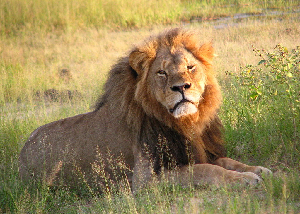 Cecil the lion at Hwange National Park (4516560206).jpg