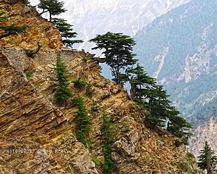 Trees growing in Kalpa, Himachal Pradesh, India Cedrus deodara India24.jpg