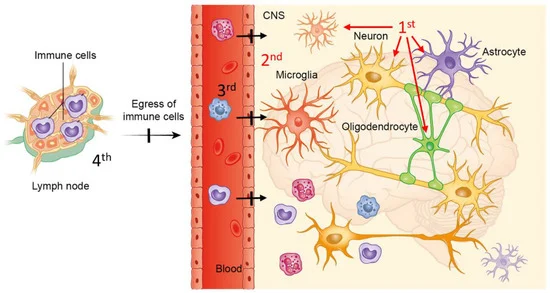 File:Cells-08-00024-g004-550.webp