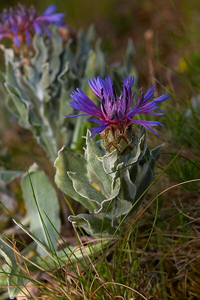 File:Centaurea triumfettii 2.jpg