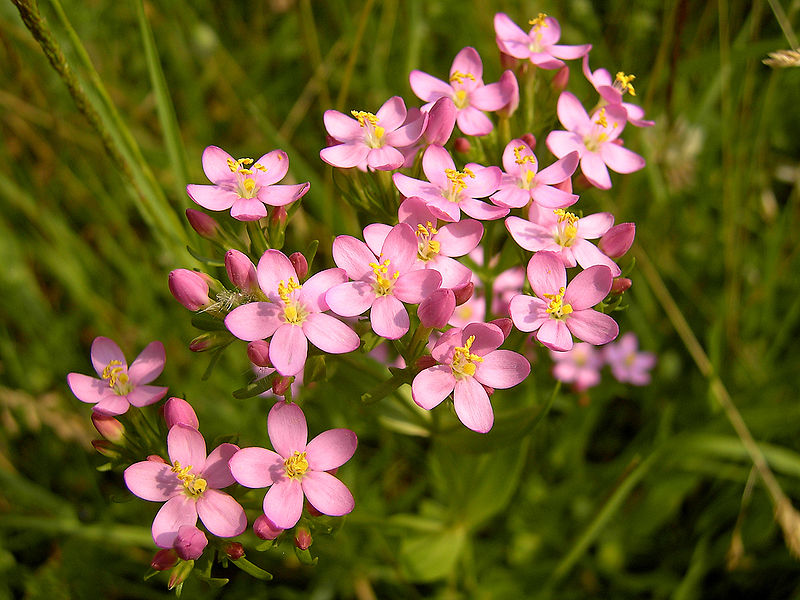 Золототысячник 800px-Centaurium_erythraea_%28flowers%29