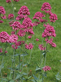 Punavirma (Centranthus ruber)