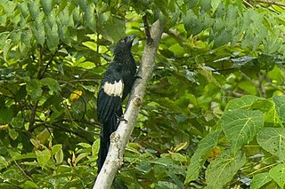 <span class="mw-page-title-main">Goliath coucal</span> Species of bird