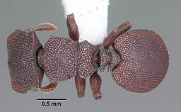 Cephalotes varians casent0103759 dorsal 1