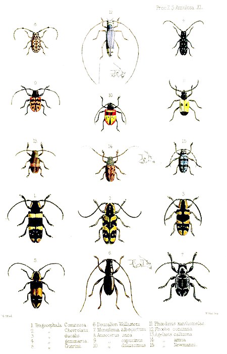 Tập_tin:Cerambycidae1Ford.jpg