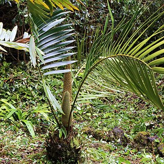 <i>Ceratozamia latifolia</i> Species of cycad