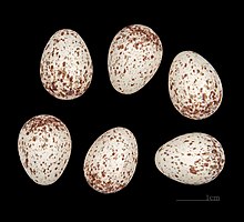 Eggs of Certhia brachydactyla MHNT Certhia brachydactyla mauritanica Witherby, 1905, Souk Ahras.jpg