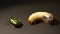 * Nomination Green rose chafer (Cetonia aurata), The larva and insect stage --Zippert 14:49, 6 February 2016 (UTC) * Decline Sorry, this is not sharp enough! --Cccefalon 15:18, 6 February 2016 (UTC)