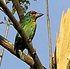 Mały Barbet Ceylon MSW.jpg