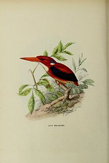 Philippine dwarf kingfisher species of bird