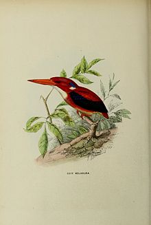 Ceyx melanura מאת ג'ון ג'רארד Keulemans.jpg