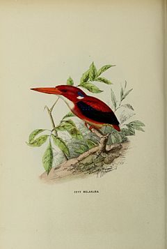 Description de l'image Ceyx melanura by John Gerrard Keulemans.jpg.