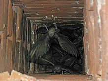 Chimney swifts, like these in a chimney in Missouri, United States, roost communally when not breeding. Chaetura pelagica -Perryville, Missouri, USA -chimney-8 (1).jpg