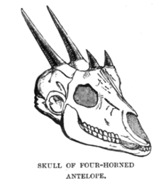 Skull of the four-horned antelope ChausinghaSkullLyd2.png