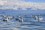 Flock adulta mongoltrutar i juli (Bajkalsjön).