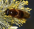 Cheilosia grossa