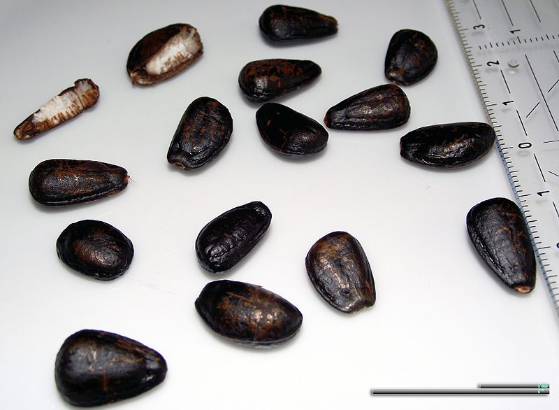 File:Cherimoya seeds (4).jpg