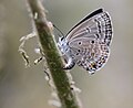 Plains Cupid Female laying eggs