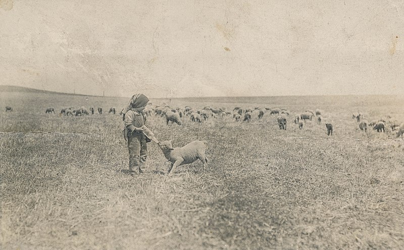 File:Child feeds a lamb with a bottle (13914993644).jpg