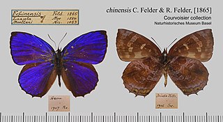 <i>Flos chinensis</i> Species of butterfly