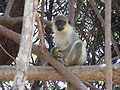 Grüne Meerkatzen Green Monkey