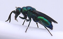 Chrysis angolensis