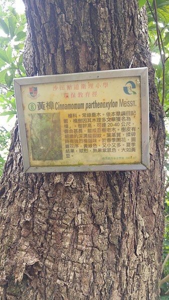 File:Cinnamomum parthenoxylon, Siu Lek Yuen.jpg