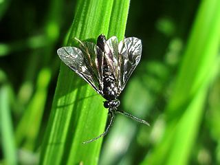 <i>Cladius</i> (genus) Genus of sawflies