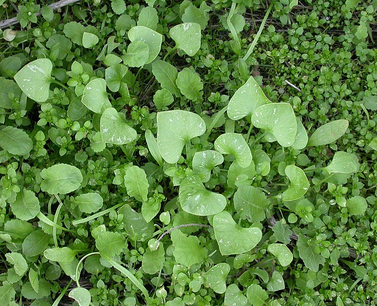 File:Claytonia perfoliata basal leaves 2003-02-04.jpg