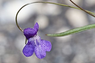 <i>Antirrhinum kelloggii</i> Species of flowering plant