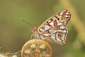 * Nomination: Close wing basking position of Issoria issaea (Doherty, 1886) - Himalayan Queen Fritillary. By User:Thamblyok --Atudu 09:30, 7 May 2024 (UTC) * * Review needed