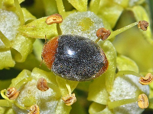 Coccinellidae - Cryptolaemus montrouzieri