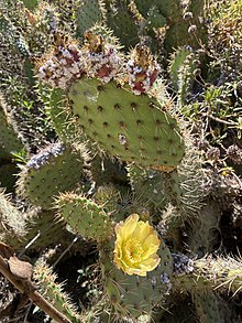 Whole Cochineal Insects - Botanical Colors