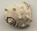 Collectie Nationaal Museum van Wereldculturen TM-1731-1 Gedraaide schelp van de soort Melongena Aruba.jpg